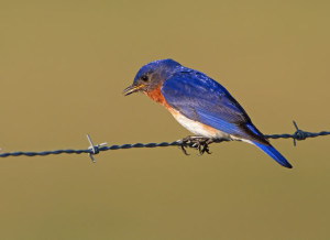 http://flwildlife.proboards.com/thread/4158/eastern-blue-birds